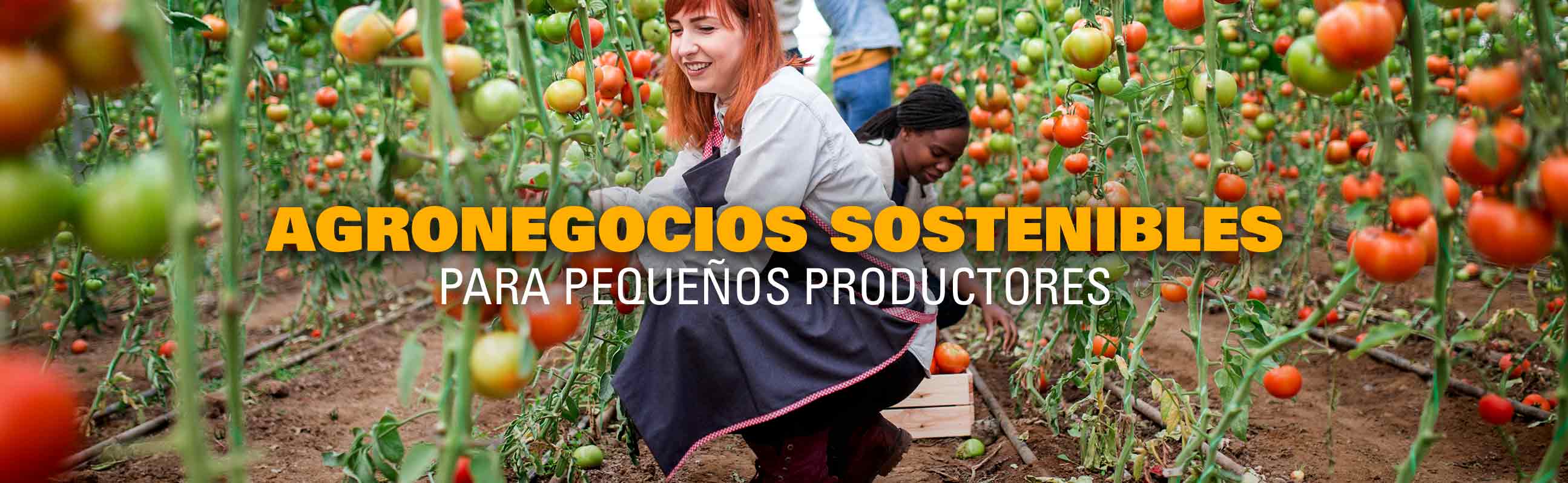 Ideas de agronegocios sostenibles para pequeños productores